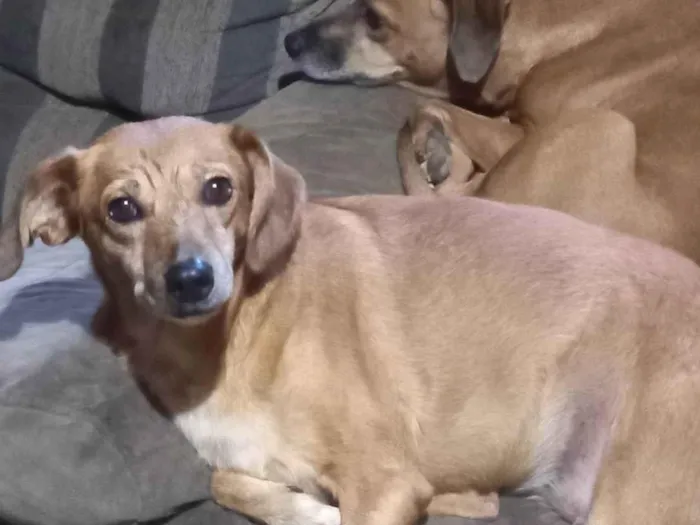 Cachorro ra a SRD-ViraLata idade 6 ou mais anos nome Mikal