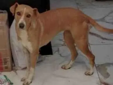 Cachorro raça SRD-ViraLata idade 2 anos nome Lua