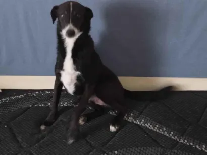 Cachorro raça SRD-ViraLata idade 4 anos nome Yuri