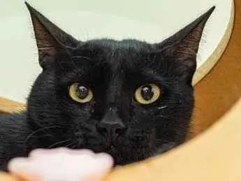 Gato raça SRD-ViraLata idade 2 anos nome Bruno Mars