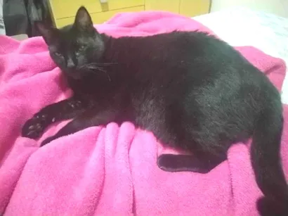 Gato raça SRD-ViraLata idade 6 ou mais anos nome Preto