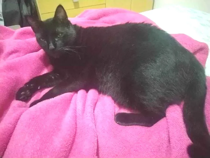 Gato ra a SRD-ViraLata idade 6 ou mais anos nome Preto