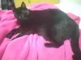 Preto