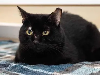 Gato raça SRD-ViraLata idade 5 anos nome Queen Victoria