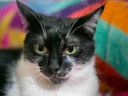 Gato raça SRD-ViraLata idade 5 anos nome Agatha