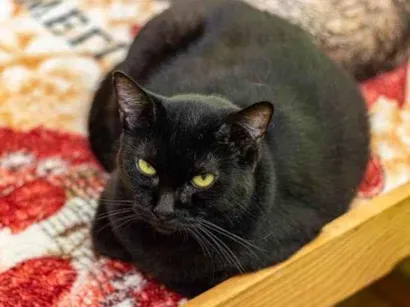 Gato raça SRD-ViraLata idade 4 anos nome Conceição