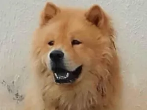 Cachorro raça Chow Chow idade 7 a 11 meses nome Hércules 
