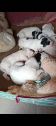 A escolha do dono