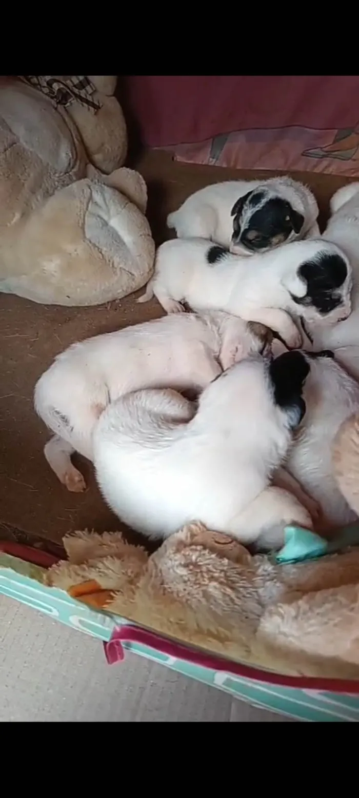 Cachorro ra a SRD-ViraLata idade Abaixo de 2 meses nome A escolha do dono 