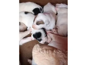 Cachorro raça SRD-ViraLata idade Abaixo de 2 meses nome A escolha do dono 