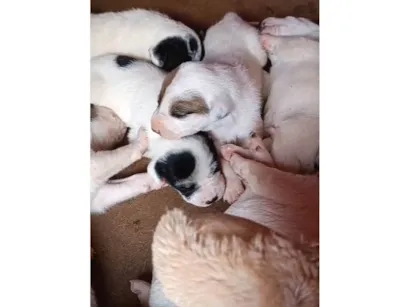 Cachorro raça SRD-ViraLata idade Abaixo de 2 meses nome A escolha do dono 