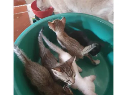Gato raça SRD-ViraLata idade Abaixo de 2 meses nome 04 fêmeas