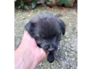 Cachorro raça Chow Chow idade Abaixo de 2 meses nome Filhote Urgente