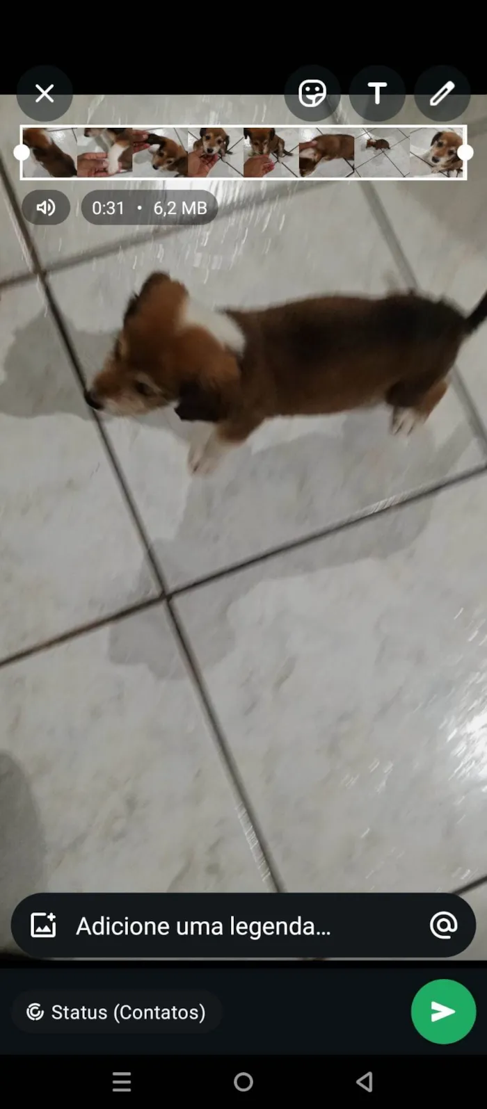 Cachorro ra a SRD-ViraLata idade Abaixo de 2 meses nome Sem nome 