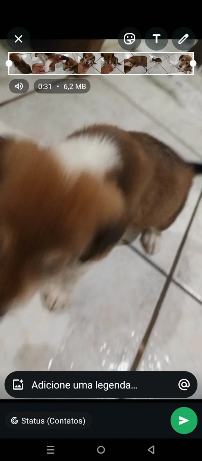 Cachorro ra a SRD-ViraLata idade Abaixo de 2 meses nome Sem nome 