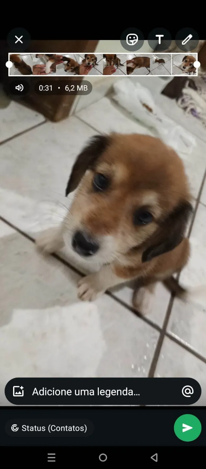 Cachorro ra a SRD-ViraLata idade Abaixo de 2 meses nome Sem nome 
