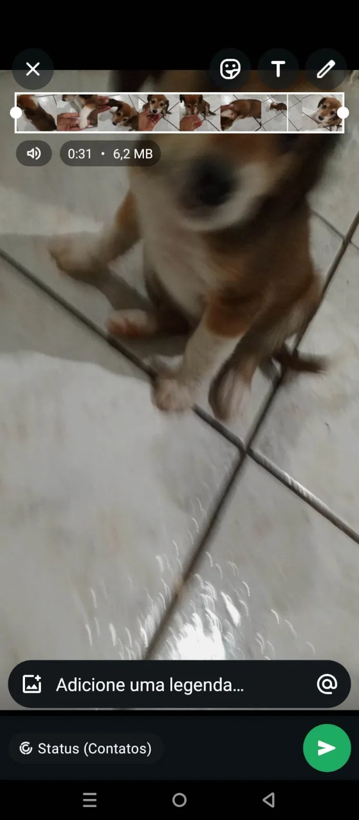 Cachorro ra a SRD-ViraLata idade Abaixo de 2 meses nome Sem nome 