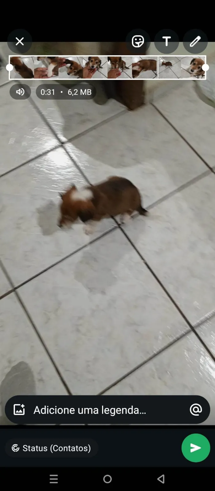 Cachorro ra a SRD-ViraLata idade Abaixo de 2 meses nome Sem nome 
