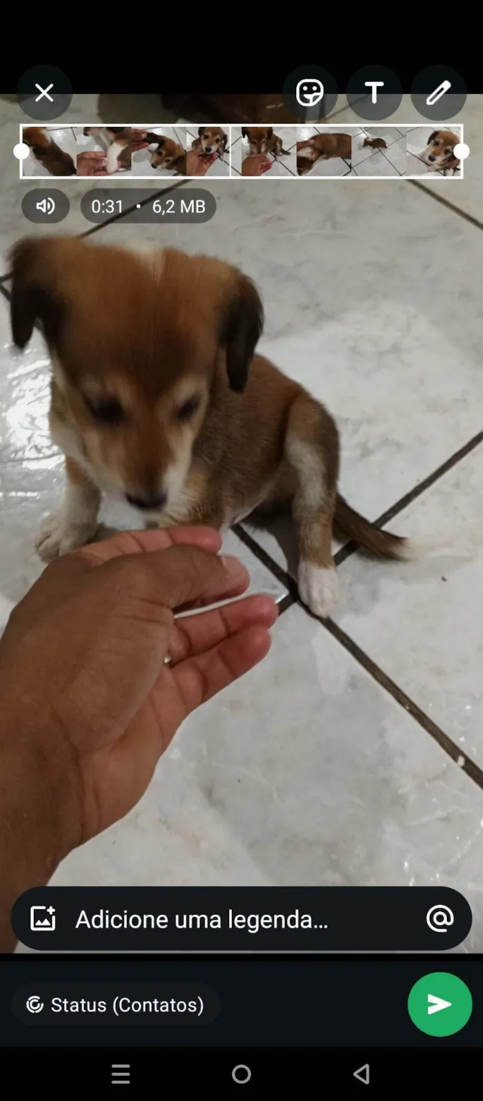 Cachorro ra a SRD-ViraLata idade Abaixo de 2 meses nome Sem nome 