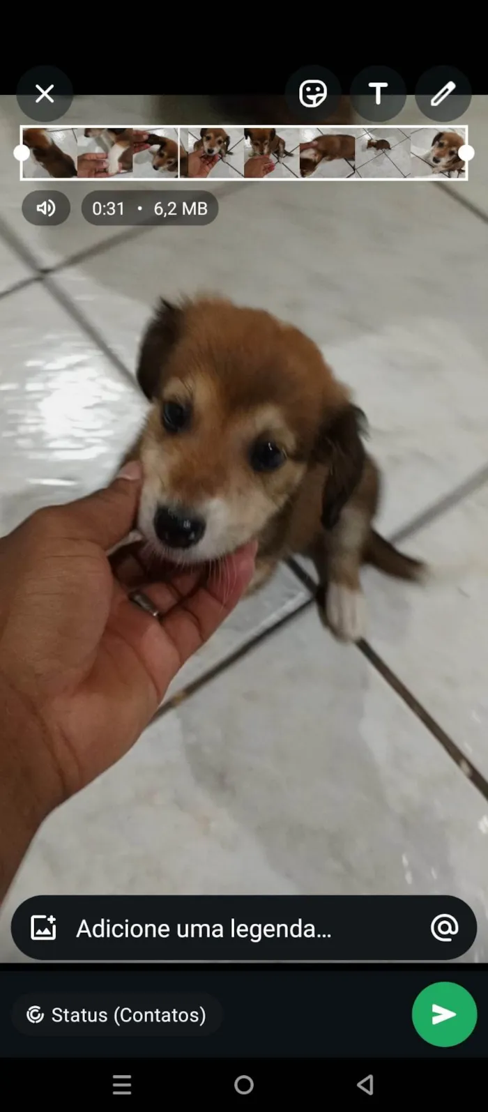 Cachorro ra a SRD-ViraLata idade Abaixo de 2 meses nome Sem nome 