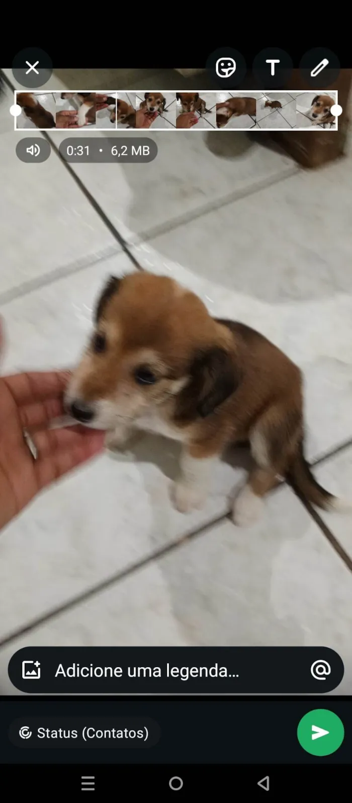 Cachorro ra a SRD-ViraLata idade Abaixo de 2 meses nome Sem nome 