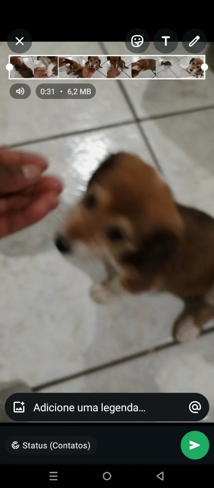 Cachorro ra a SRD-ViraLata idade Abaixo de 2 meses nome Sem nome 