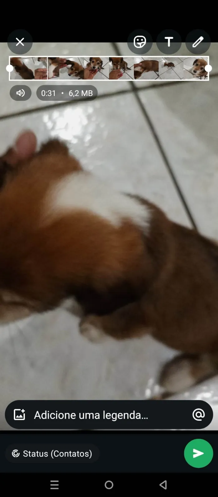 Cachorro ra a SRD-ViraLata idade Abaixo de 2 meses nome Sem nome 