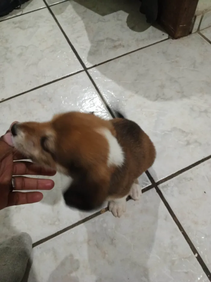 Cachorro ra a SRD-ViraLata idade Abaixo de 2 meses nome Sem nome 