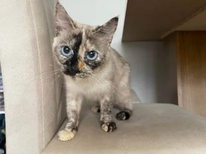 Gato raça SRD-ViraLata idade 2 a 6 meses nome 2 Gatos Urgente