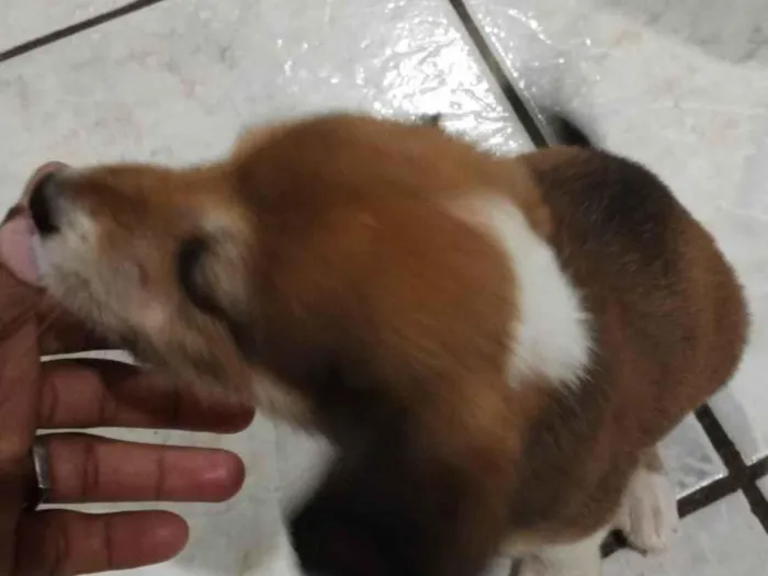 Cachorro ra a SRD-ViraLata idade Abaixo de 2 meses nome Sem nome 