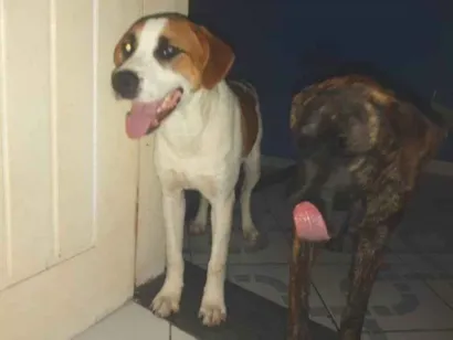 Cachorro raça SRD-ViraLata idade 7 a 11 meses nome 2 Cães Urgente