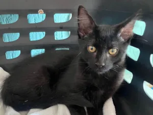 Gato raça SRD-ViraLata idade 2 a 6 meses nome Leon