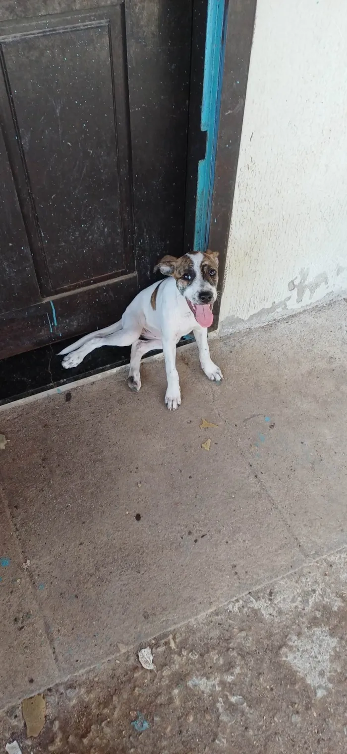 Cachorro ra a SRD-ViraLata idade Abaixo de 2 meses nome Não coloquei nomes ainda