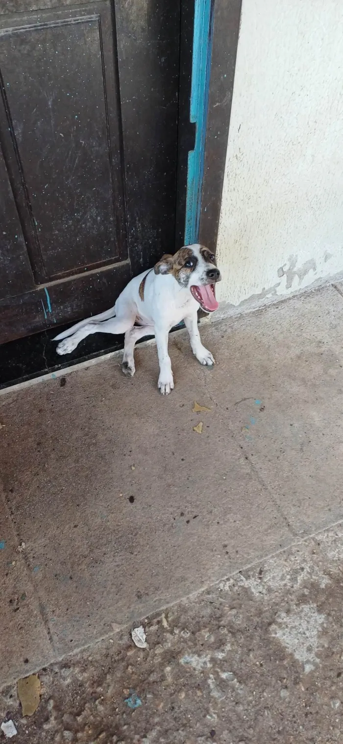Cachorro ra a SRD-ViraLata idade Abaixo de 2 meses nome Não coloquei nomes ainda