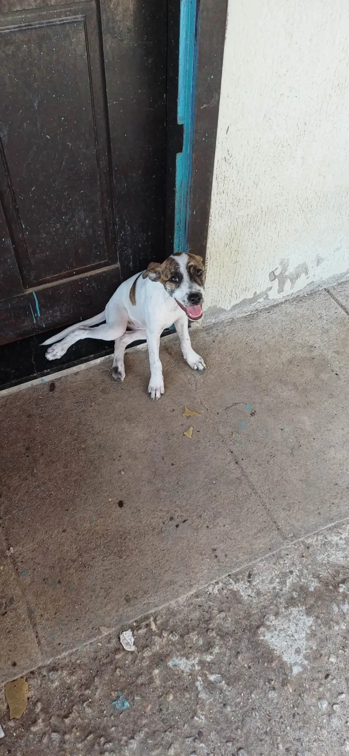 Cachorro ra a SRD-ViraLata idade Abaixo de 2 meses nome Não coloquei nomes ainda