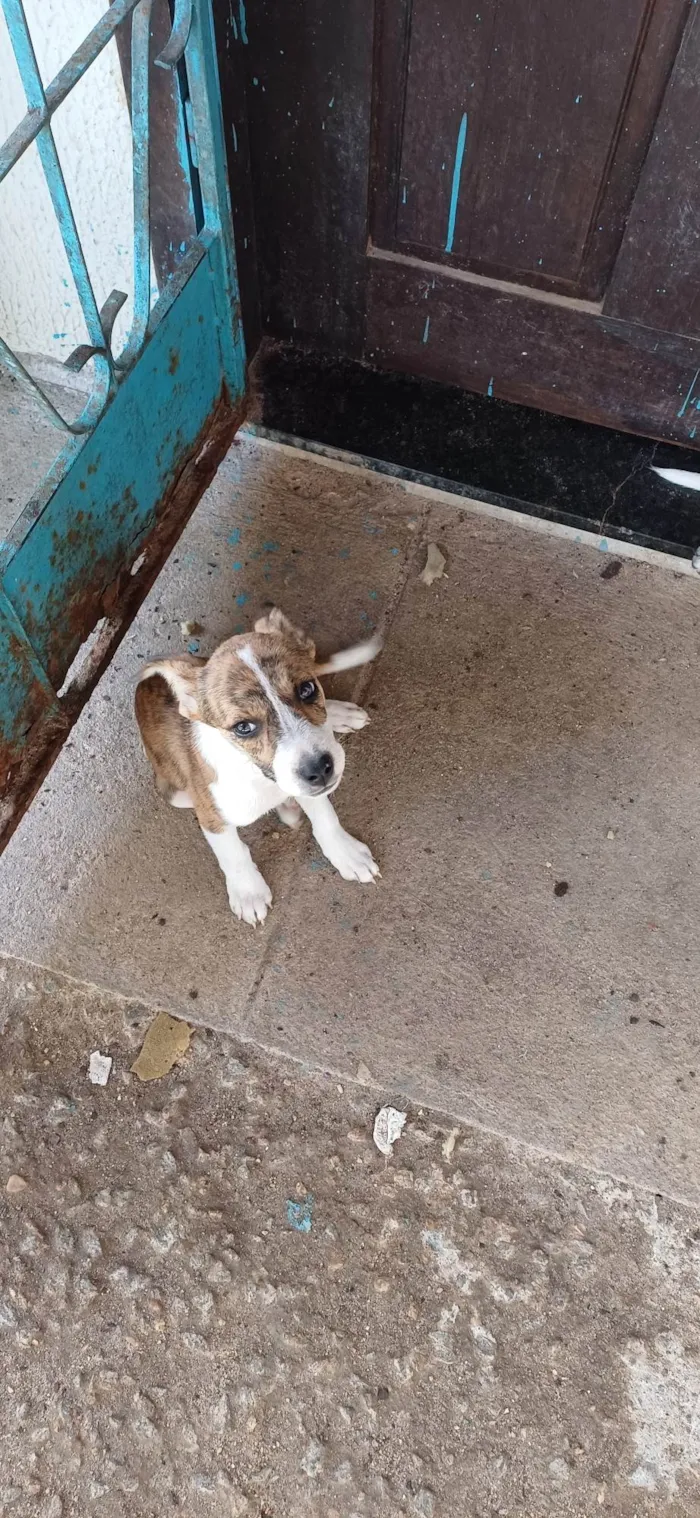 Cachorro ra a SRD-ViraLata idade Abaixo de 2 meses nome Não coloquei nomes ainda