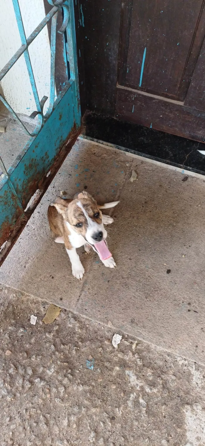Cachorro ra a SRD-ViraLata idade Abaixo de 2 meses nome Não coloquei nomes ainda