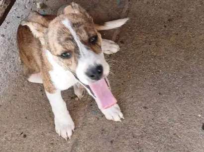 Cachorro raça SRD-ViraLata idade Abaixo de 2 meses nome Não coloquei nomes ainda