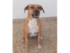 Cachorro raça SRD-ViraLata idade 3 anos nome Princesa 