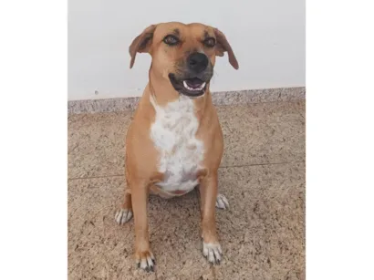 Cachorro raça SRD-ViraLata idade 3 anos nome Princesa 