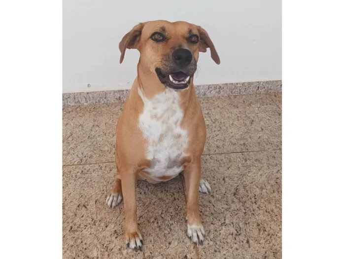 Cachorro ra a SRD-ViraLata idade 3 anos nome Princesa 