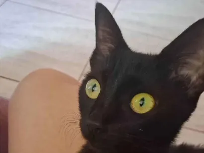 Gato raça SRD-ViraLata idade 7 a 11 meses nome Khalessi e Pípi 