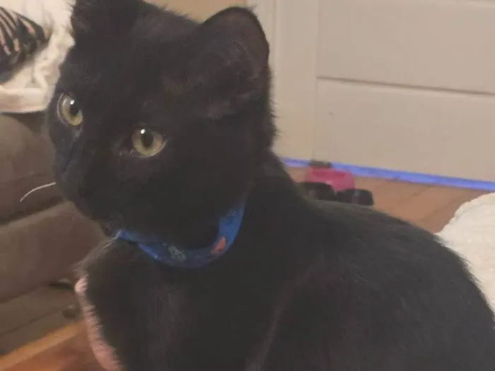 Gato ra a SRD-ViraLata idade 2 a 6 meses nome Bigode Branco