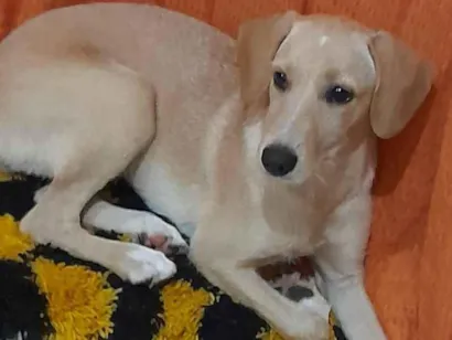 Cachorro raça SRD-ViraLata idade 3 anos nome Maya