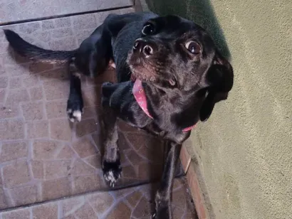 Cachorro raça SRD-ViraLata idade 2 a 6 meses nome Lua 