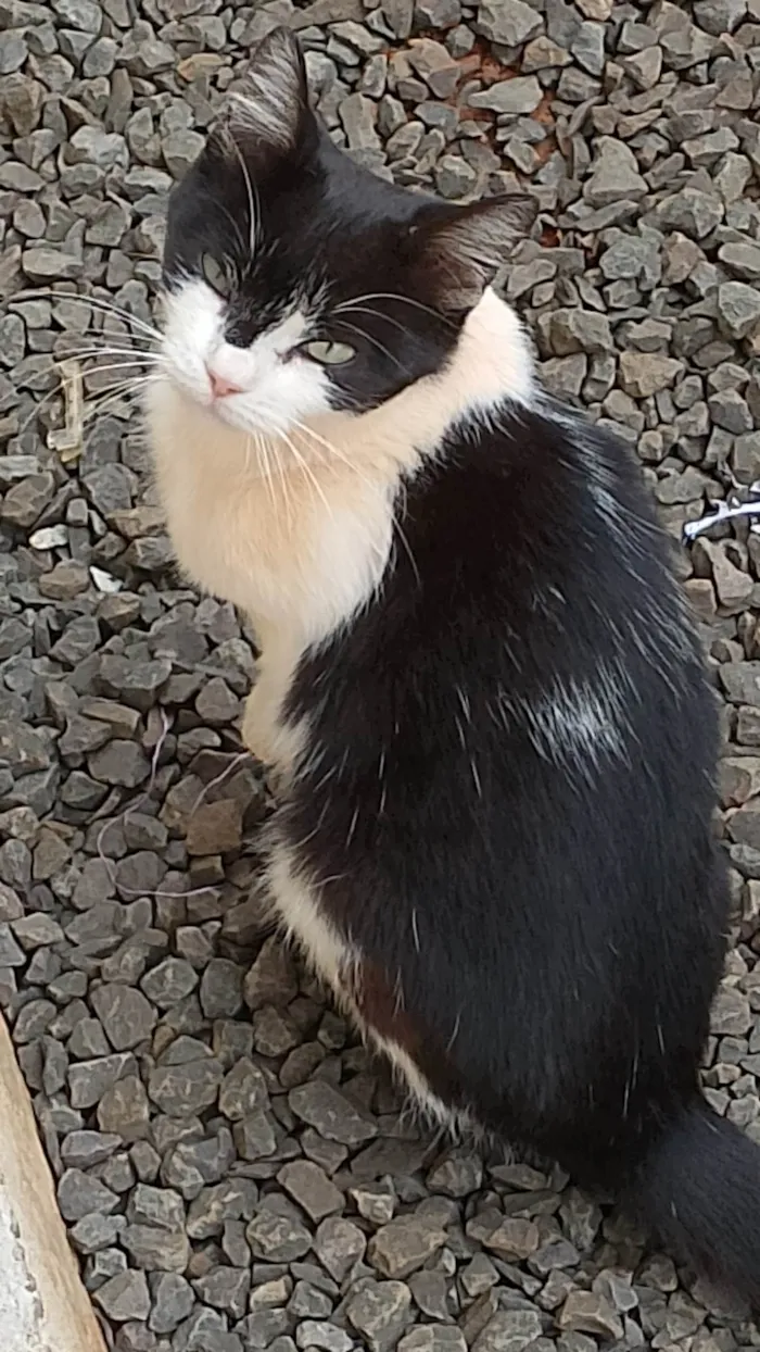 Gato ra a SRD-ViraLata idade 2 a 6 meses nome Sem nome 