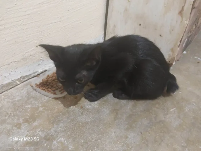 Gato ra a SRD-ViraLata idade Abaixo de 2 meses nome Sem nome ainda 