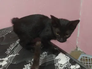 Gato raça SRD-ViraLata idade Abaixo de 2 meses nome Sem nome ainda 