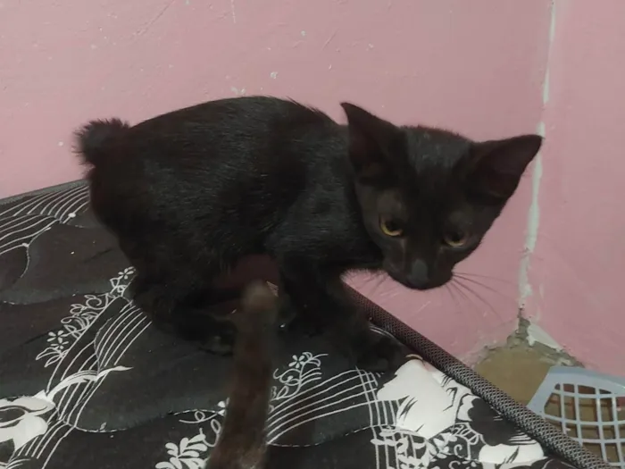 Gato ra a SRD-ViraLata idade Abaixo de 2 meses nome Sem nome ainda 