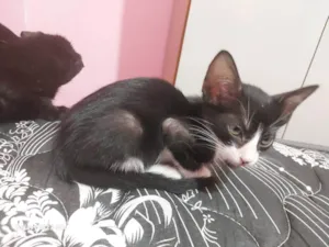 Gato raça SRD-ViraLata idade Abaixo de 2 meses nome Sem nome definido 